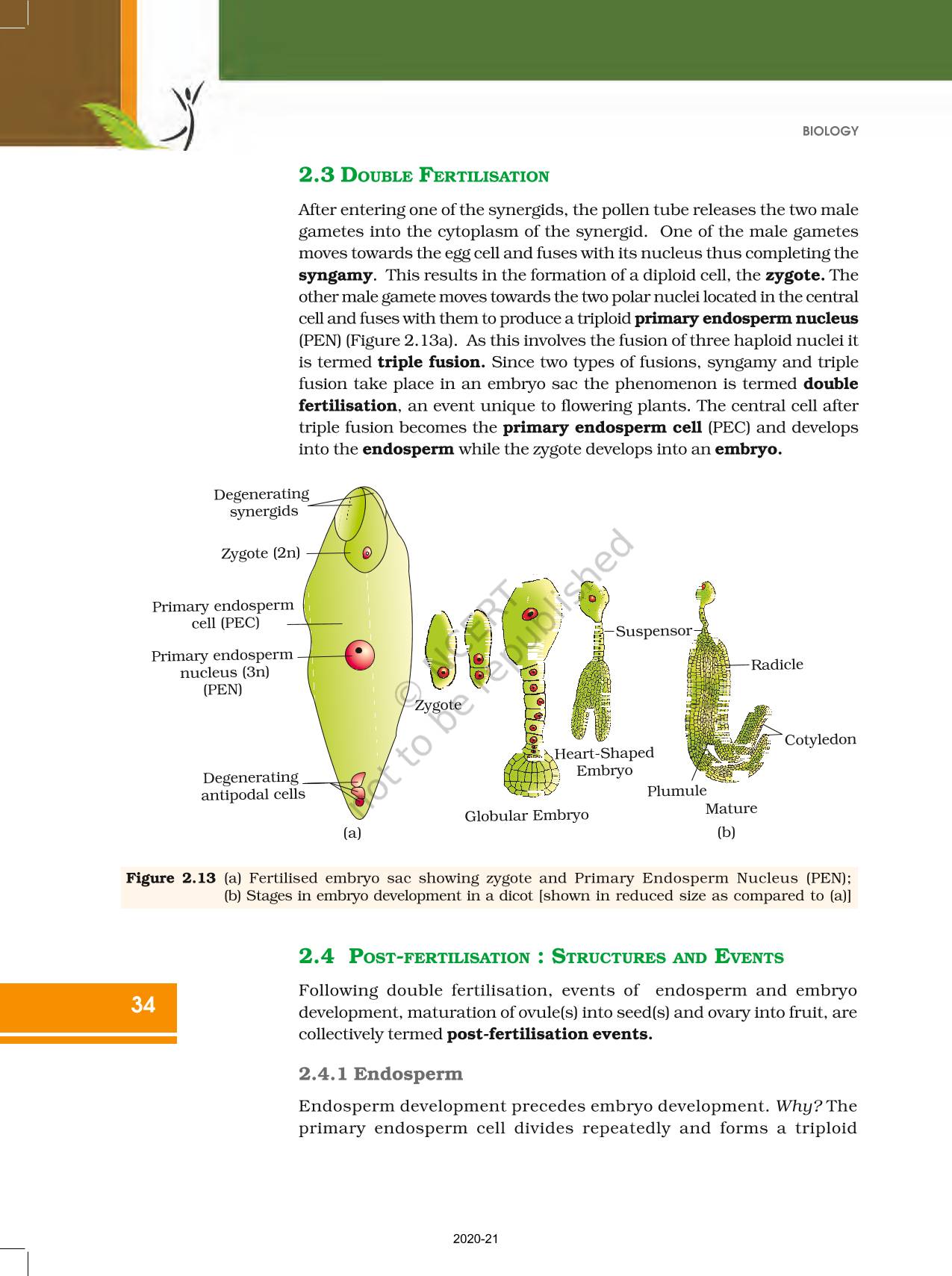 Sexual Reproduction In Flowering Plants Ncert Book Of Class Biology